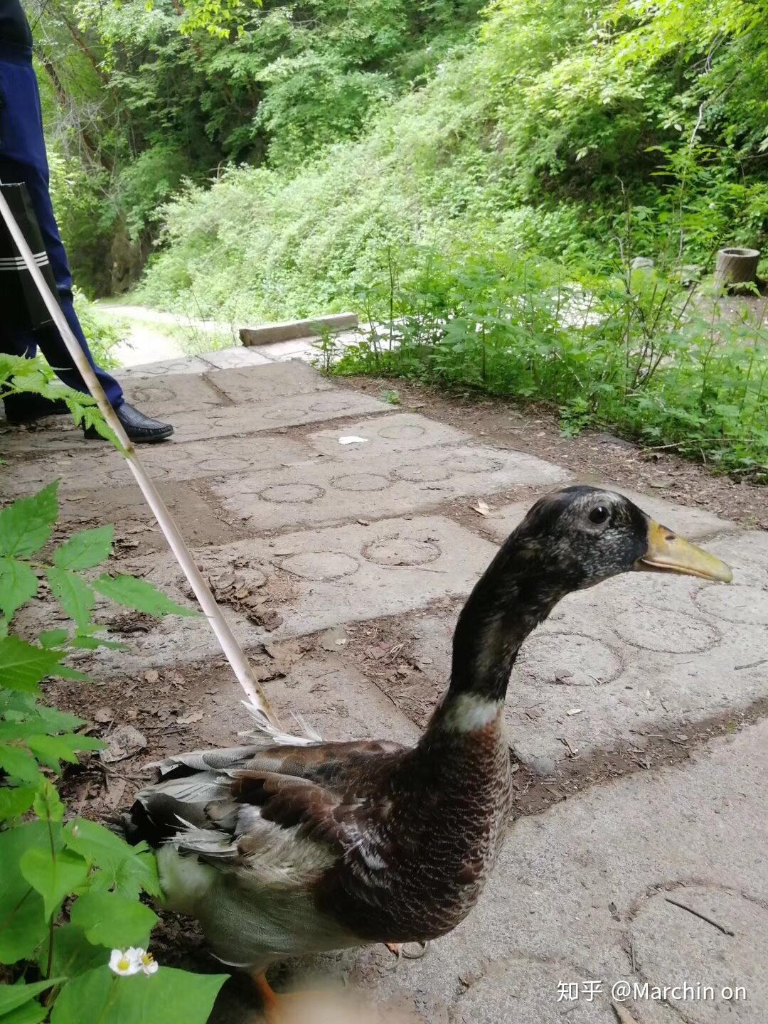 养小鸭子做宠物是什么体验?