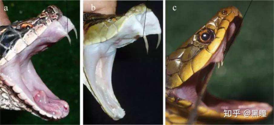 二,地球上最锋利的结构:皮下注射针头,毒蛇的毒牙,蜘蛛的毒牙,蝎子的