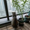 木鱼