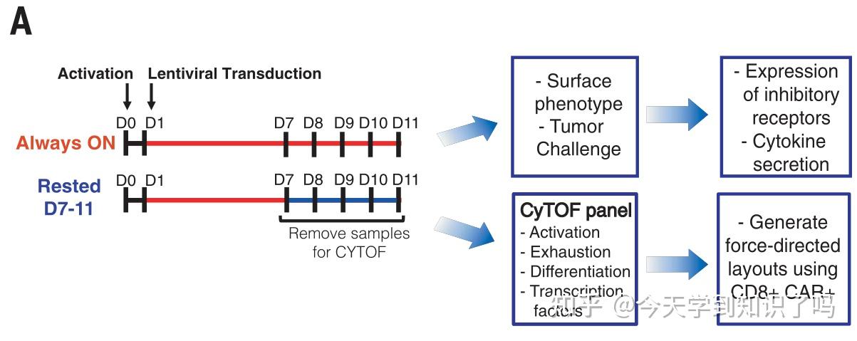 Transient Rest Restores Functionality In Exhausted CAR-T Cells Through ...