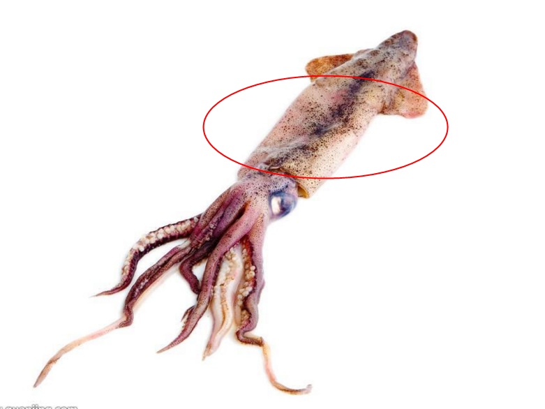 「鱿鱼圈」是鱿鱼的什么部位?