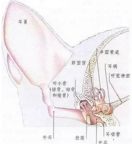 玫斯科普丨犬猫为啥会有泪痕?