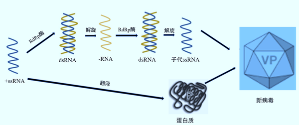 病毒的分类及结构特点 - 知乎