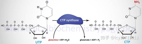 嘧啶核苷酸与脱氧核糖核苷酸的合成代谢 - 知乎