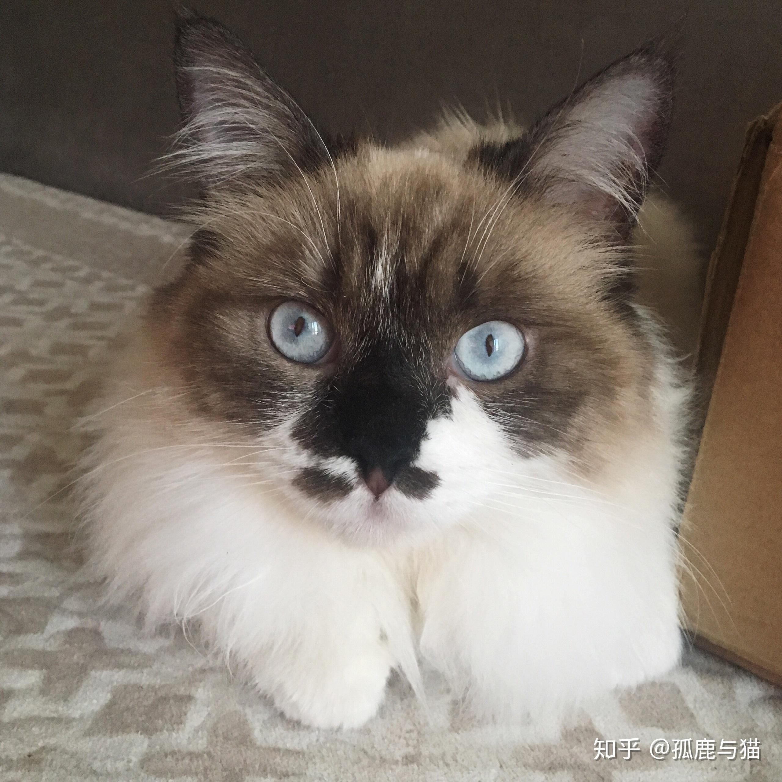 布偶猫能丑到什么程度