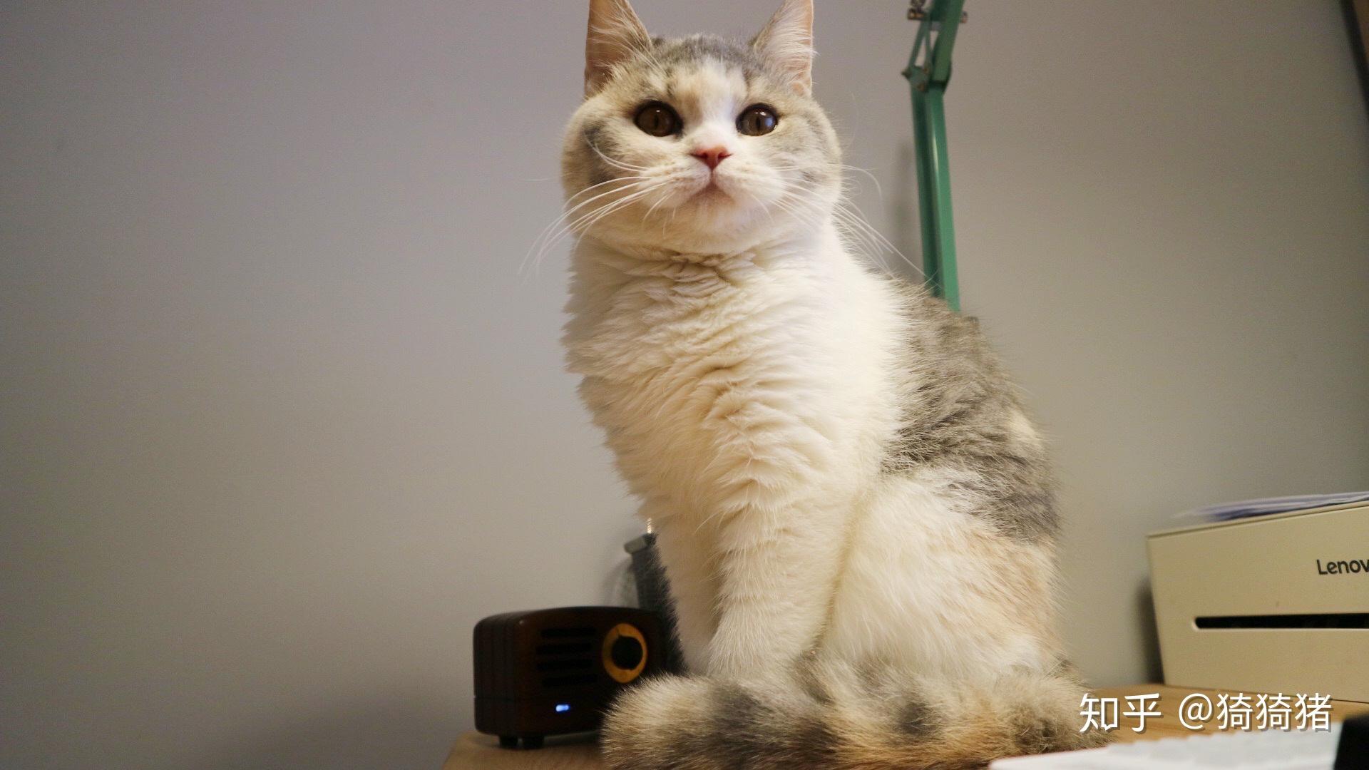 英短三花,品相如何? - 知乎