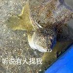 为什么龟没有完全抢占鳖的生态位、淘汰掉鳖？