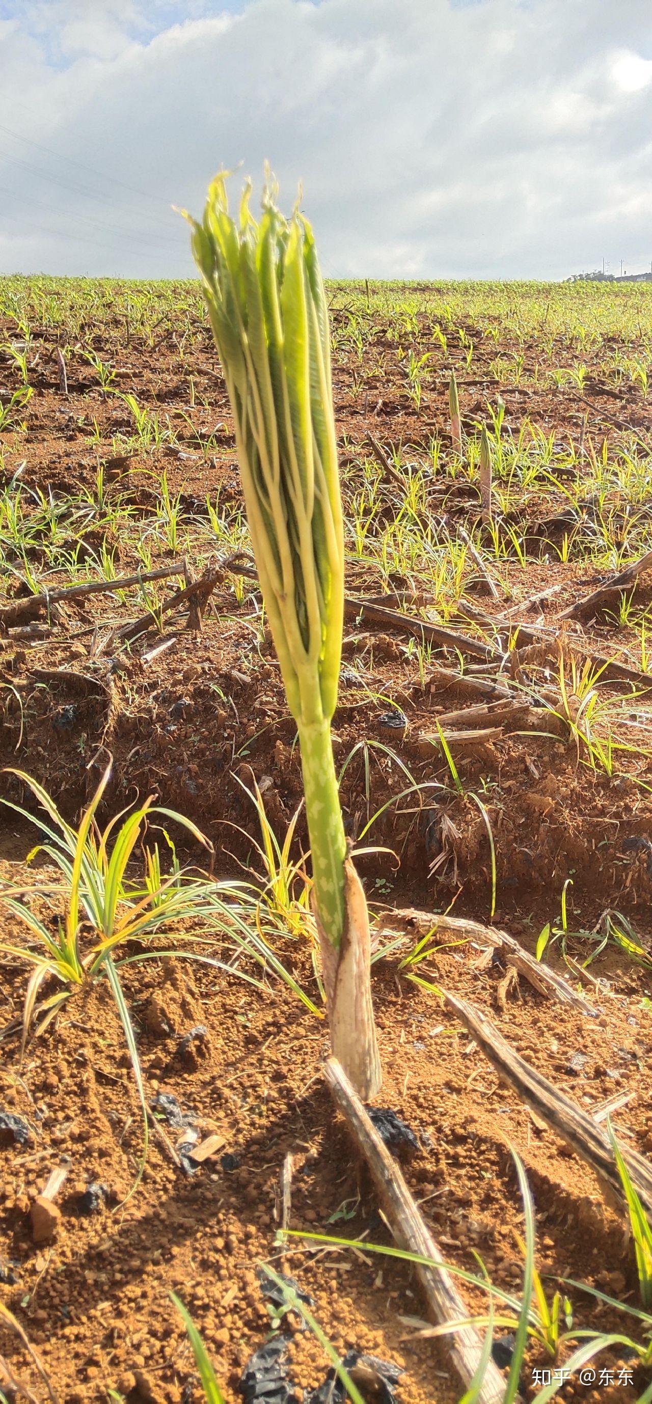 株芽黄,花魔芋……预防交流