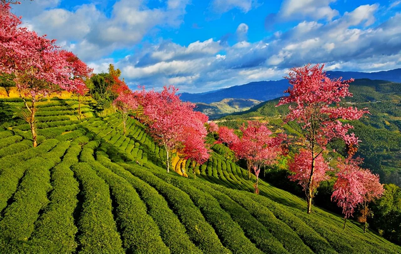 无量山我国冬天里春天最早到达的地方大理出发当日可往返