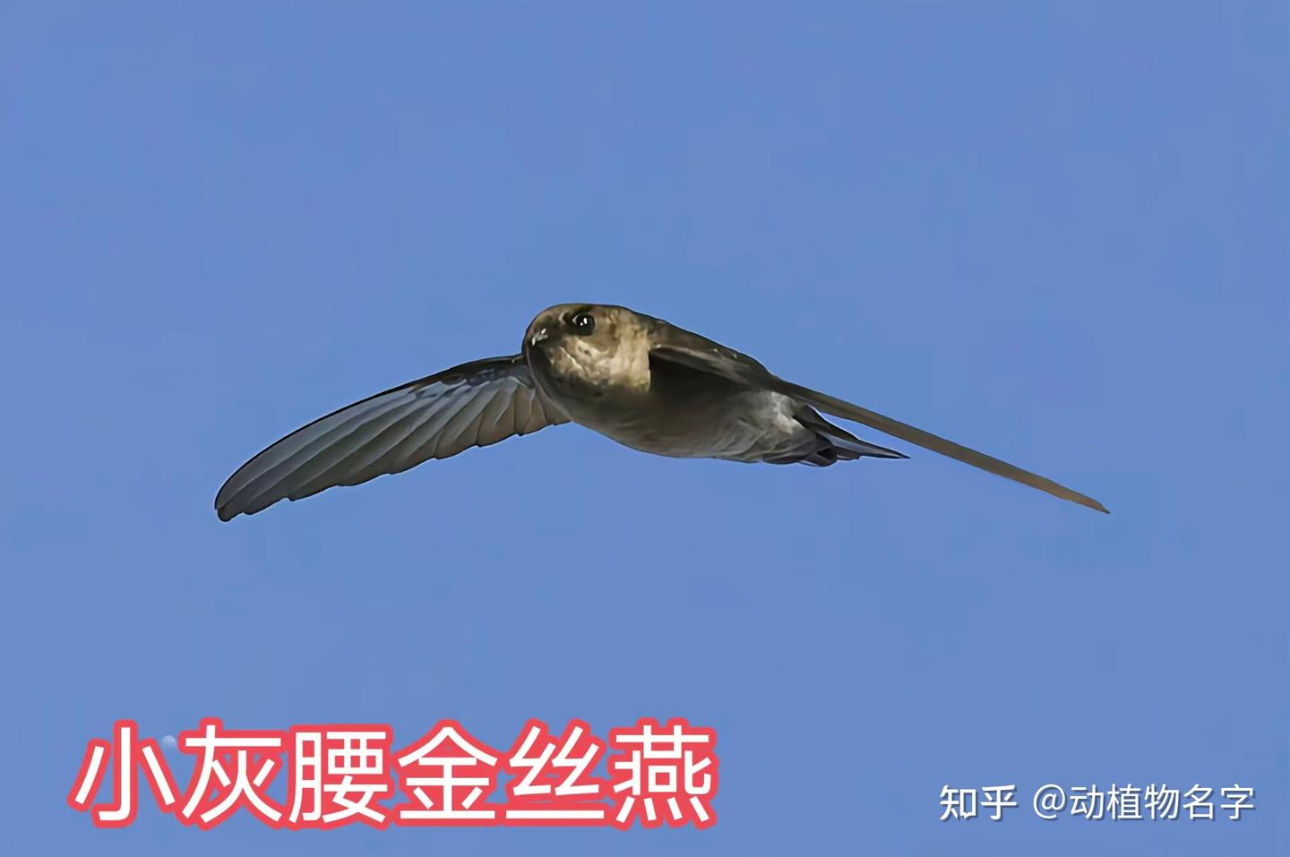 90图带您走进雨燕科和凤头雨燕科鸟类的世界- 知乎