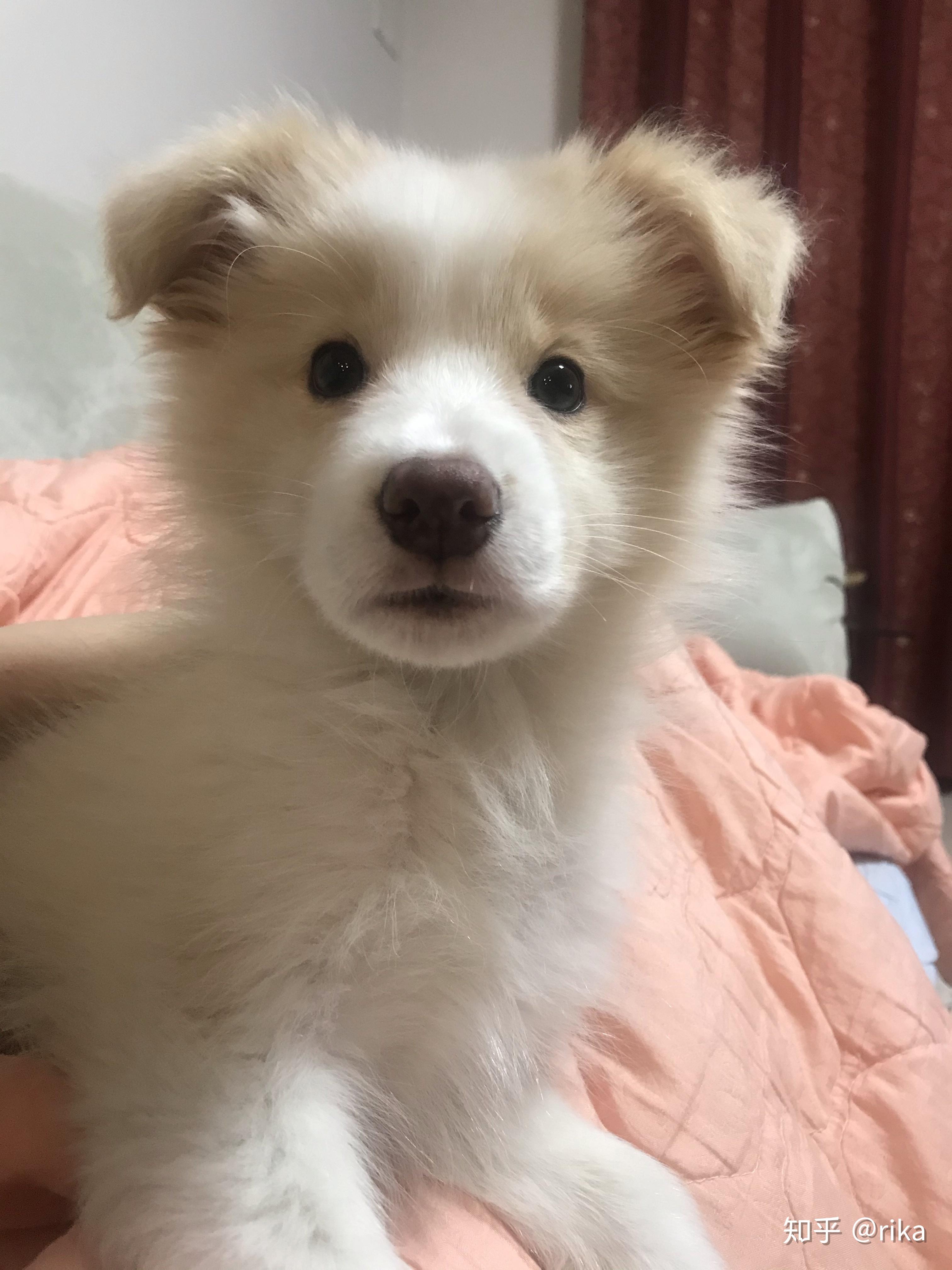 金毛边牧(金边)有多好看,多帅气? - 知乎