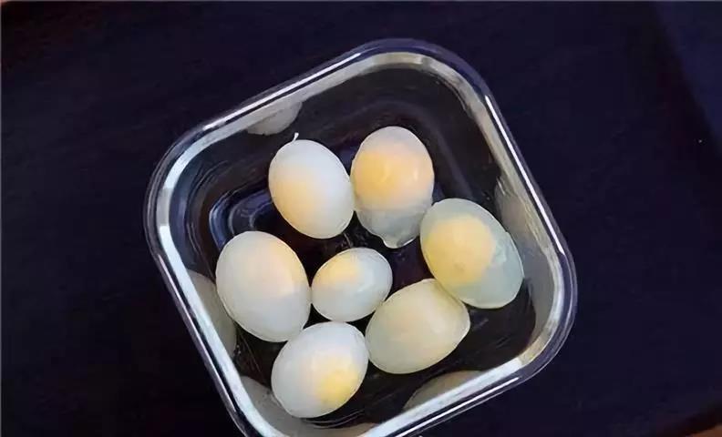 鸽子蛋和鸡蛋对比图片