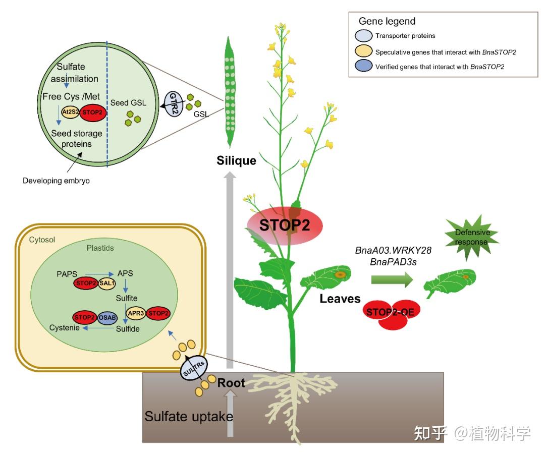 华中农大油菜团队杨光圣课题组揭示STOP2调控硫代谢和菌核病抗性的新机制 - 知乎