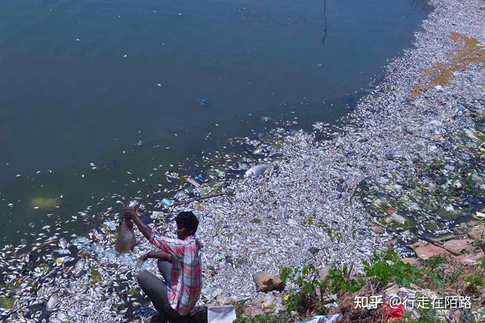 拖垮印度的恒河:大肠杆菌超标20万倍,威胁4亿人的健康 - 知乎