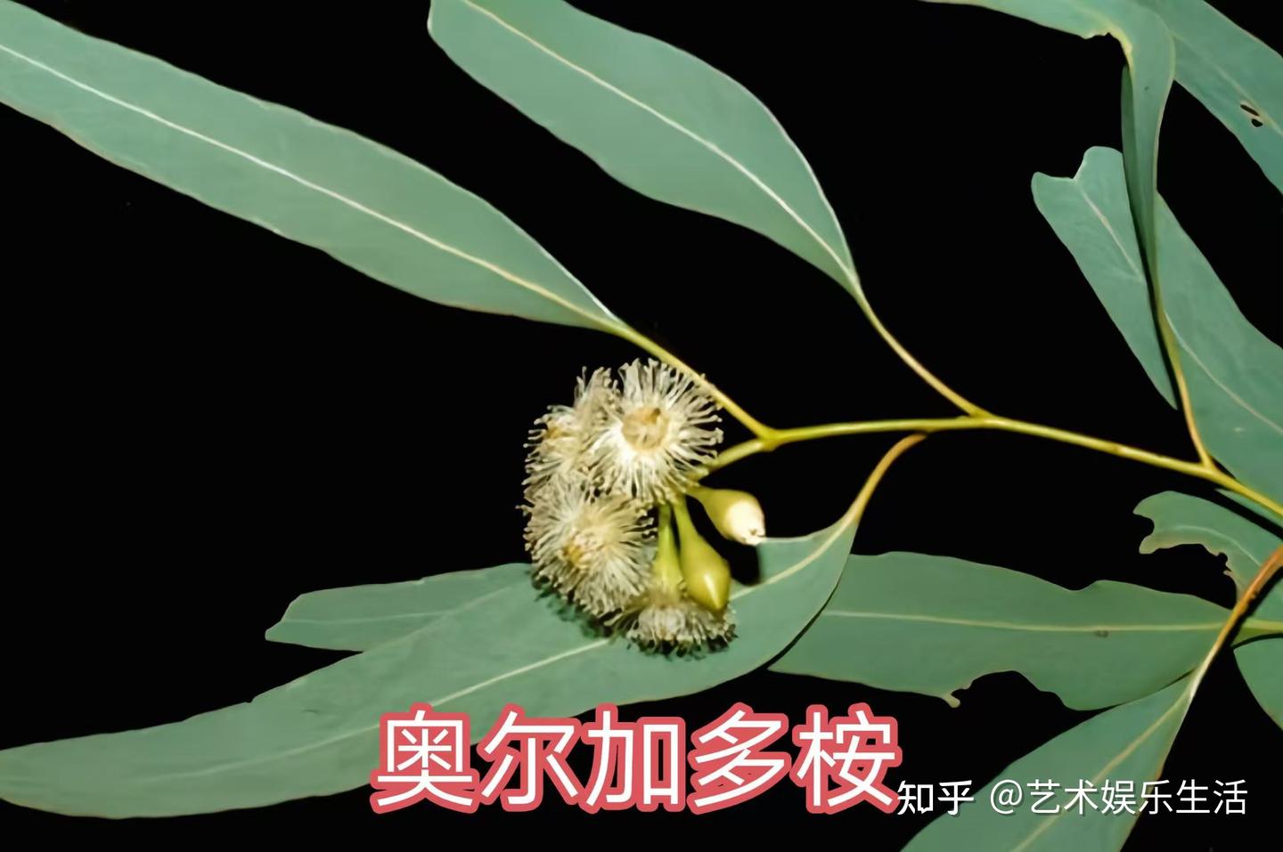 桉树的种类有哪些 - 知乎
