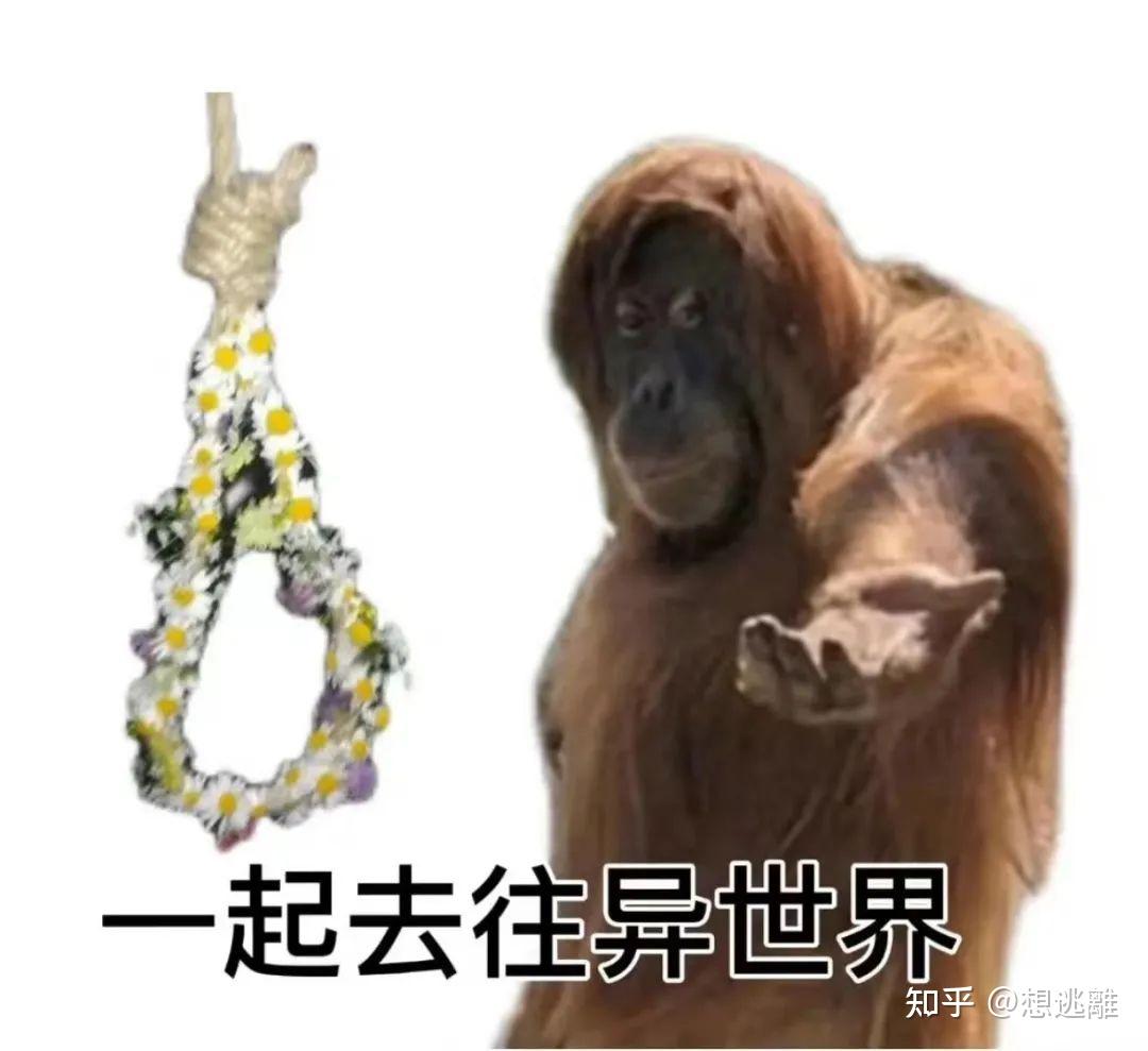 啊啊啊为什么那么多搞笑猴子表情包,我笑得好大声哈哈哈哈哈哈哈哈哈哈哈 - 知乎