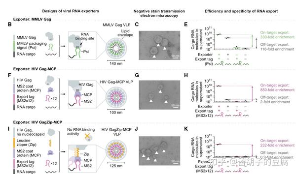 Cell重磅文章|可模块化改造的RNA输出系统,细胞间递送mRNA,动态检测细胞群体 - 知乎