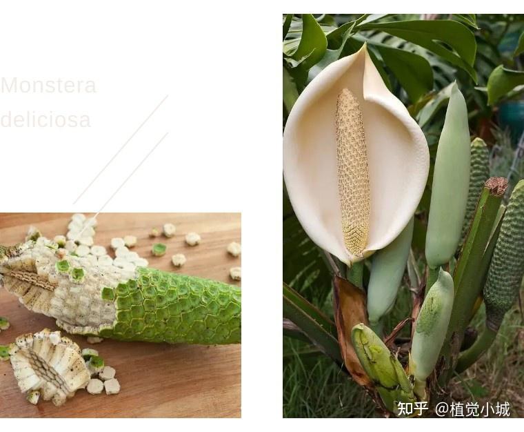 100种观叶植物 | No.5 龟背竹养护攻略 - 知乎