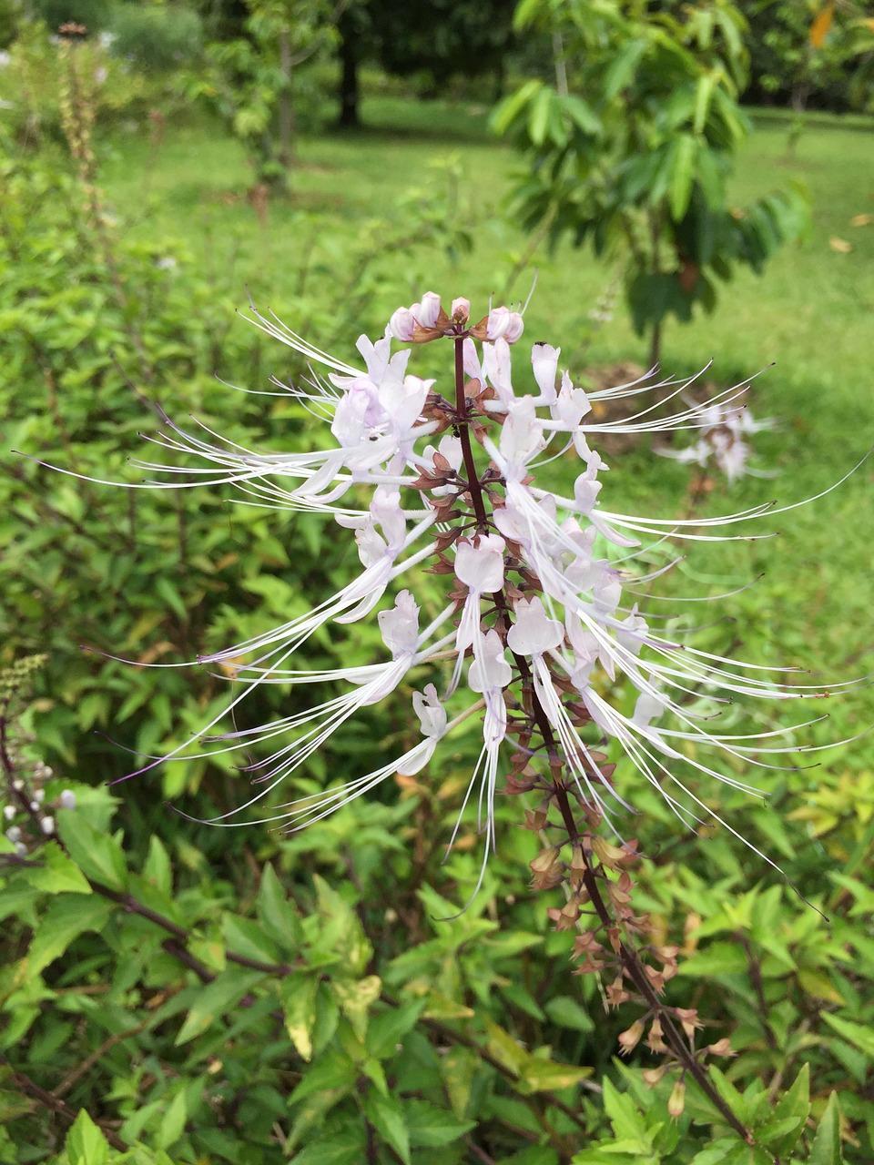 海口中景花园在哪里