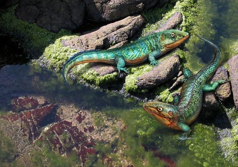 树匐螈复原图肺螺(dendropupa)肺螺属于冠轮动物(lophotrochozoa)