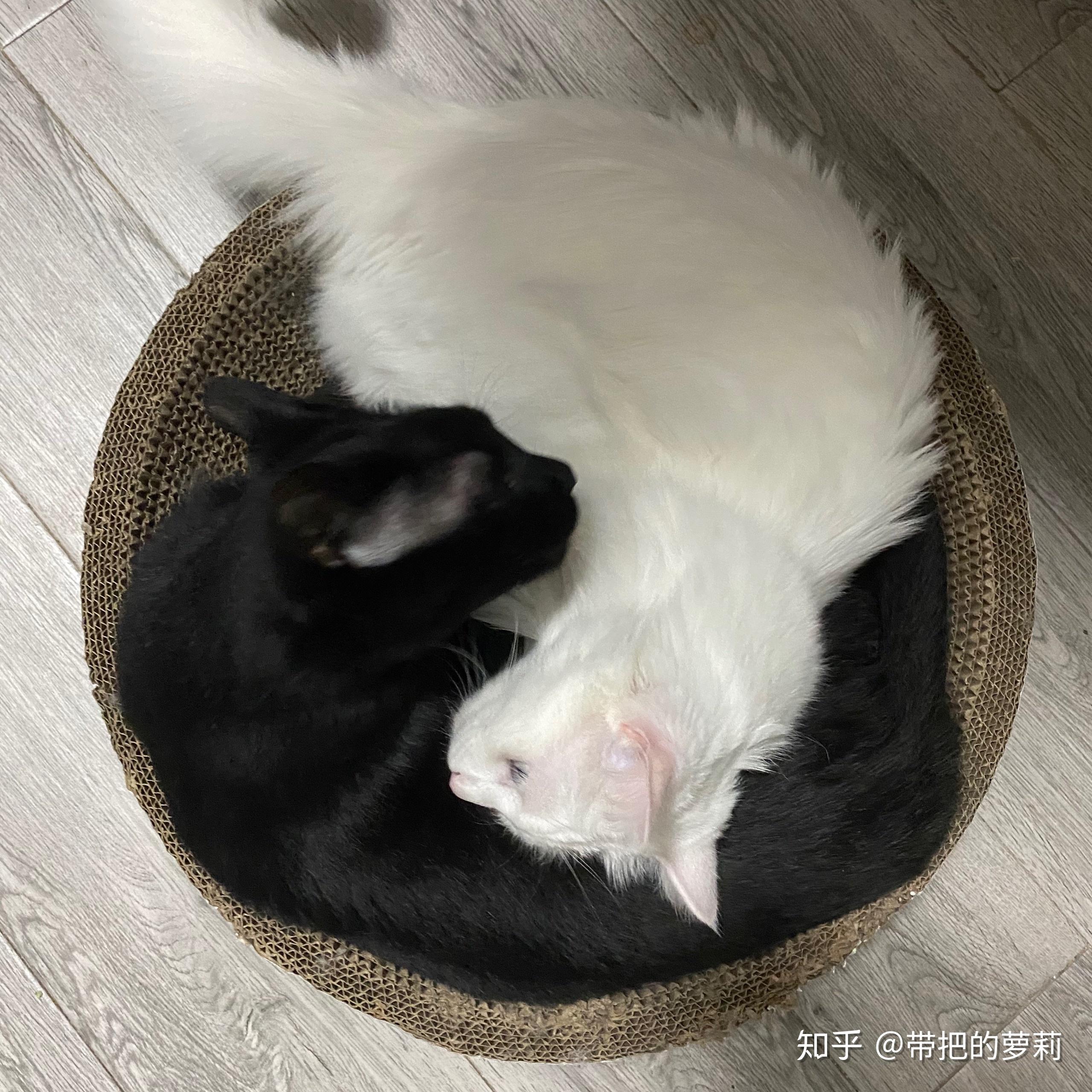 黑猫和白猫能一起养吗