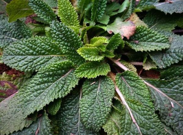 外表丑陋的蛤蟆草好处却一大把止咳感冒咽炎