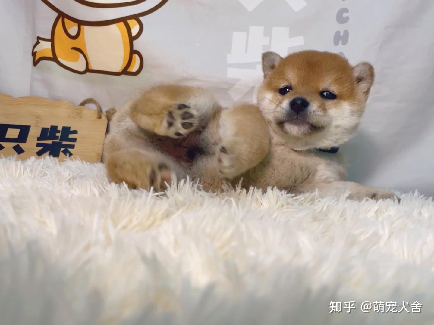 为什么喜欢柴犬的人越来越多呢？柴犬性格怎么样？ - 知乎