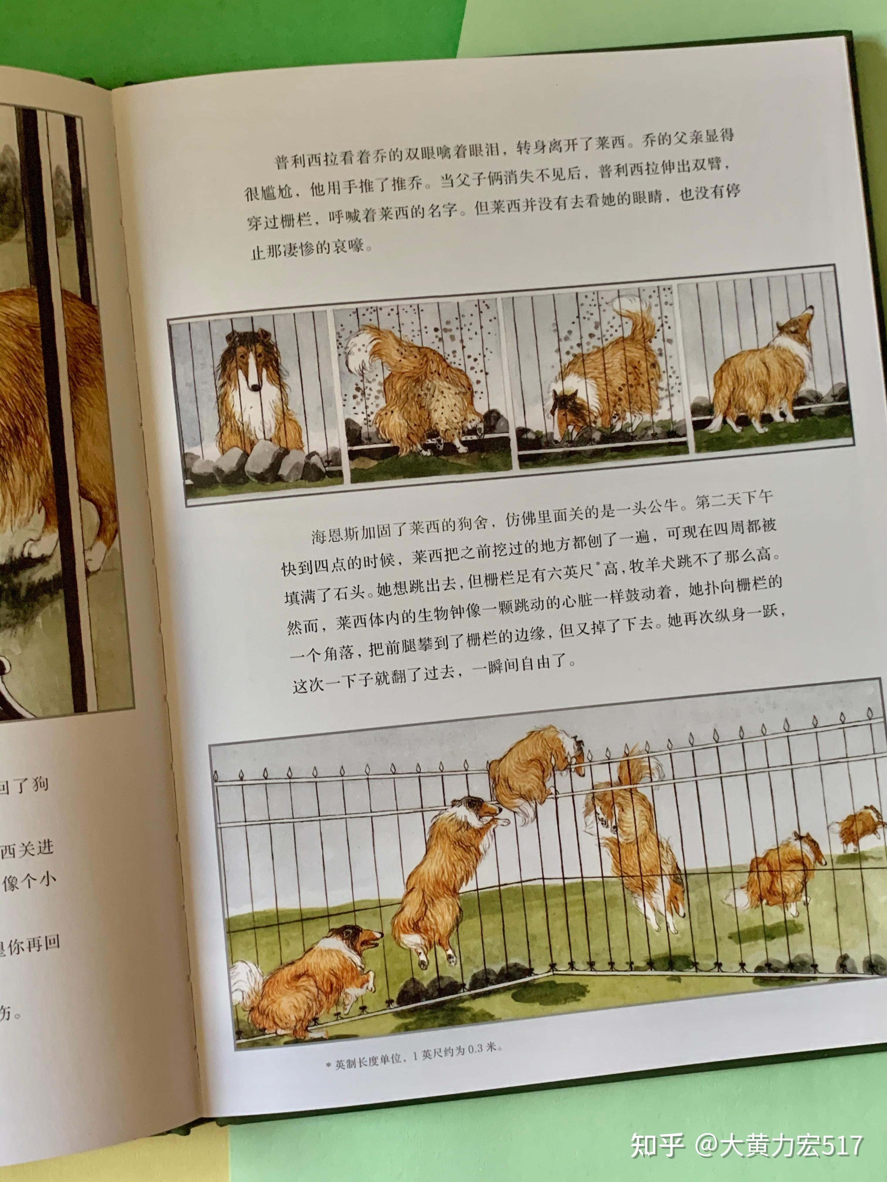 好喜欢这只灵犬莱西