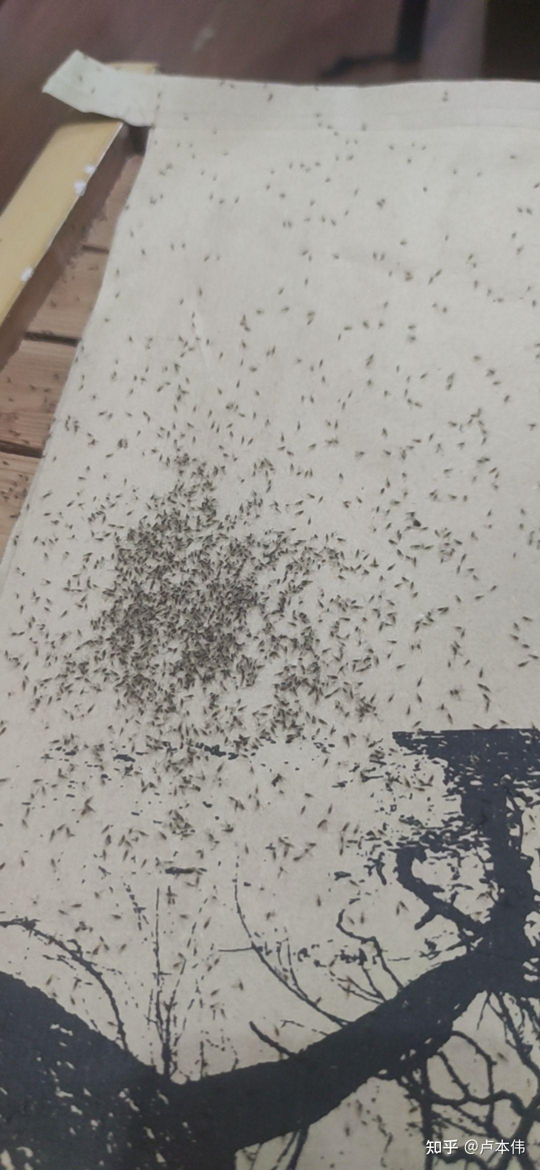 家里全是小飞虫怎么办啊? - 知乎