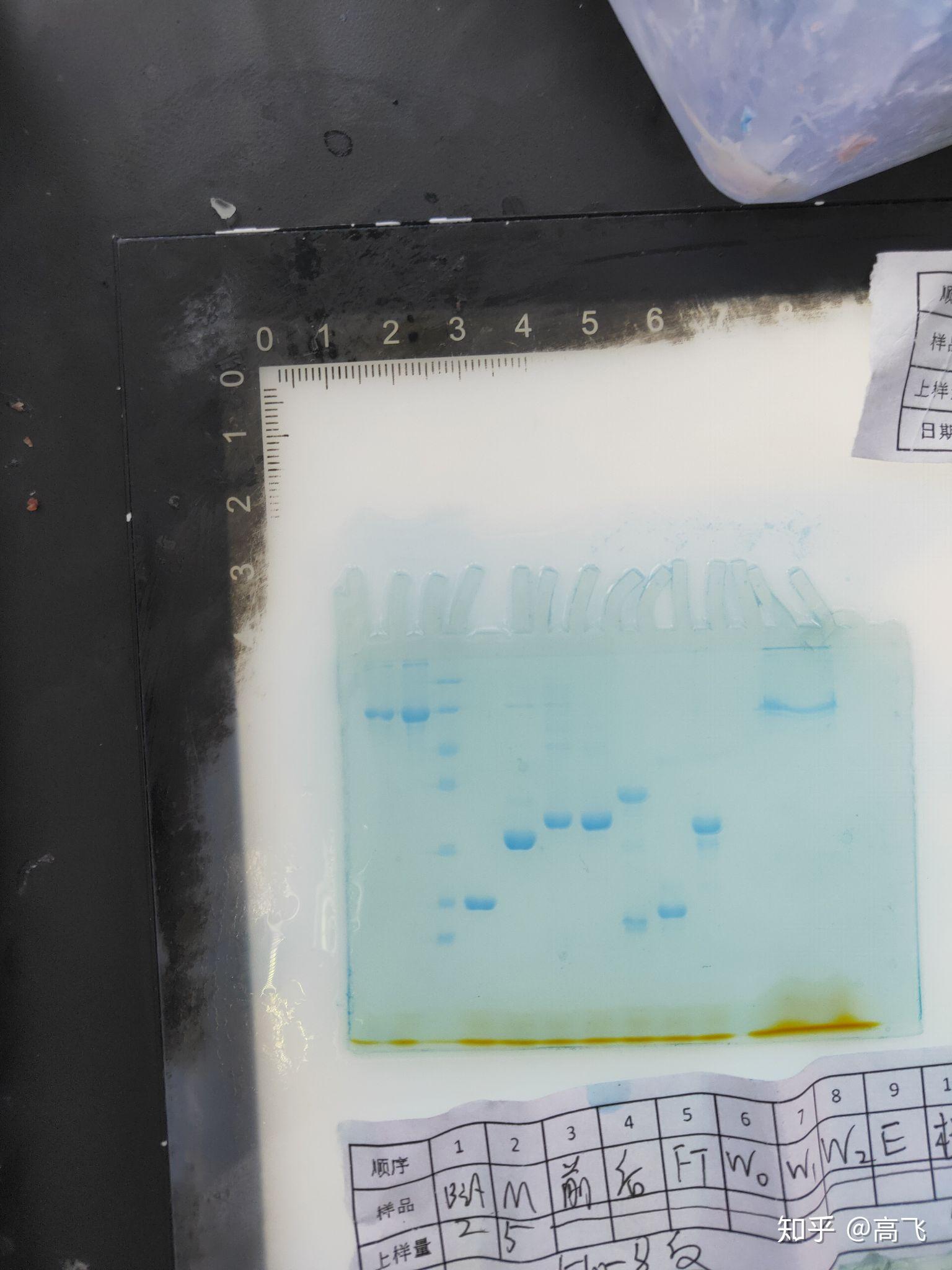 蛋白免疫印迹服务westernblotwb