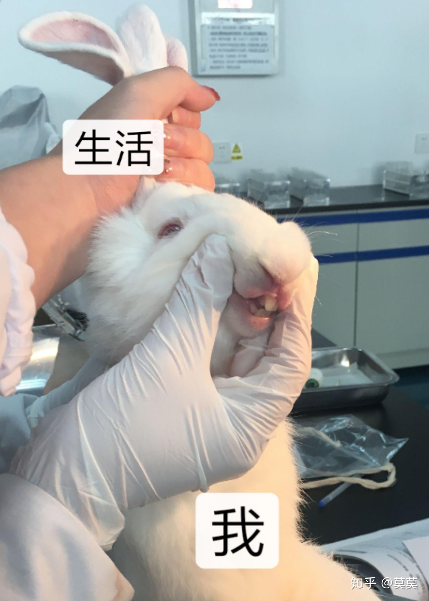 医学生们在做实验时有想过偷一只小白鼠回去养吗? - 知乎