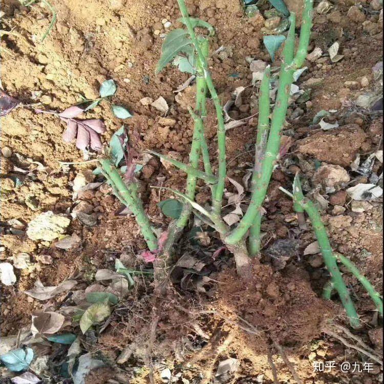 买了几个花盆,卖家送了个玫瑰花根子和一包玫瑰花种子,本人完全不懂