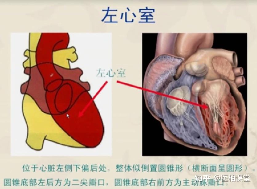心脏和冠脉解剖(经典收藏!) - 知乎