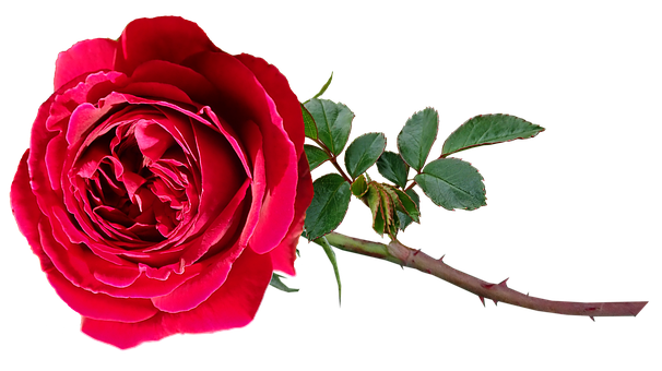 两朵玫瑰花是什么意思