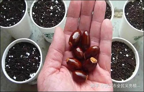 家里种盆荔枝盆栽,你也能“日啖荔枝三百颗” - 知乎
