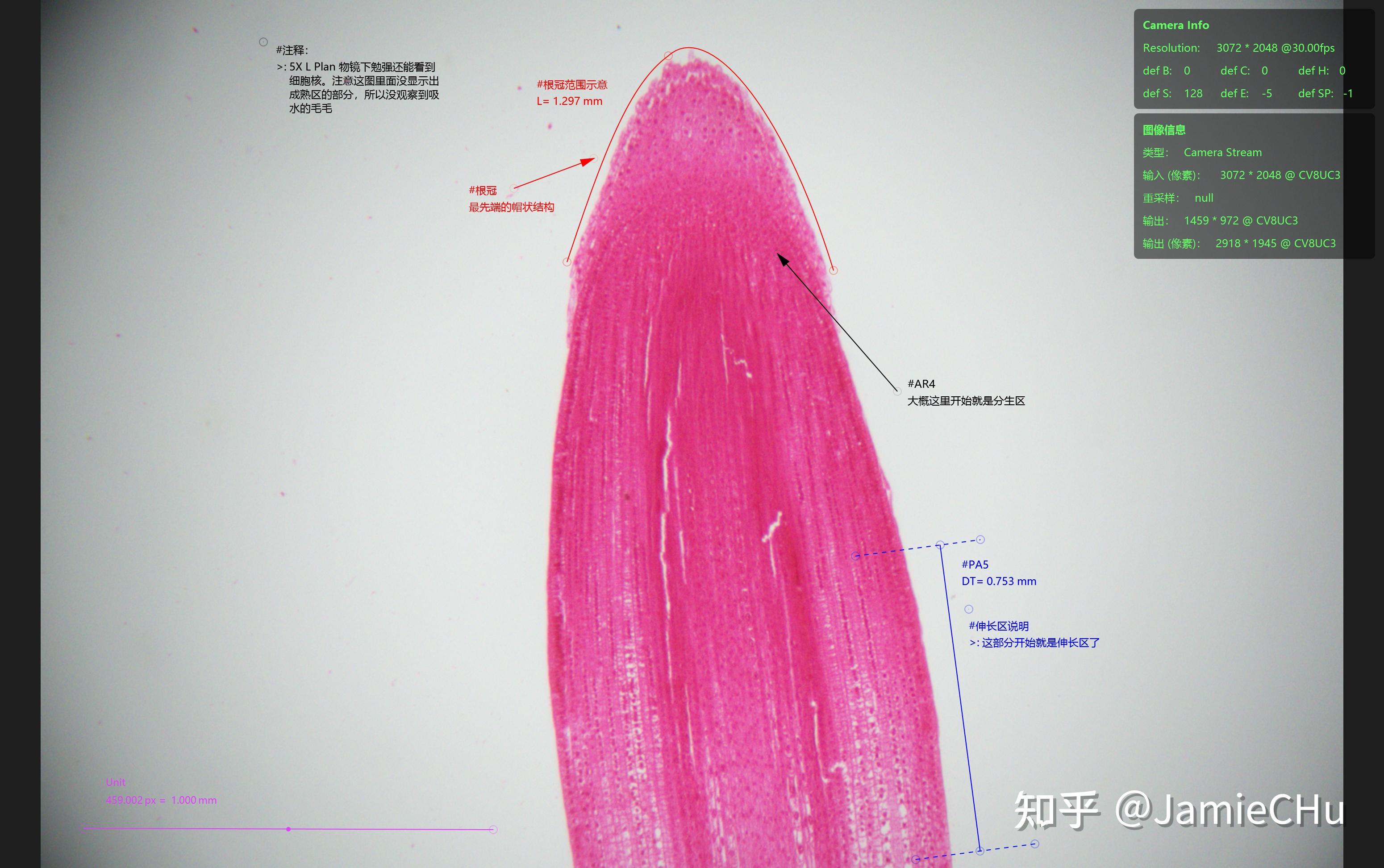 玉米根尖纵切简图图片