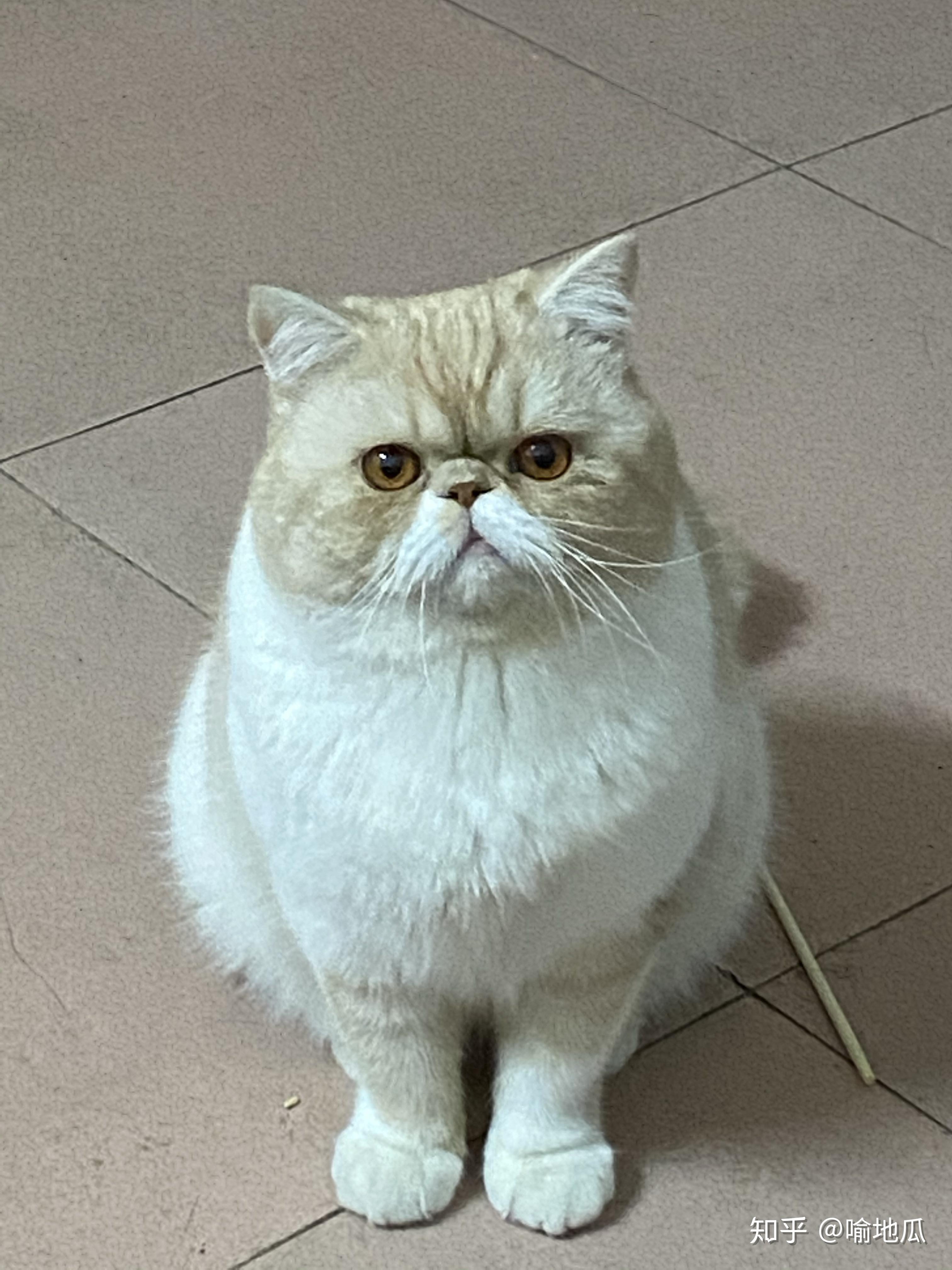 大脸猫(加菲猫)的智商比其他猫的要高吗? - 知乎