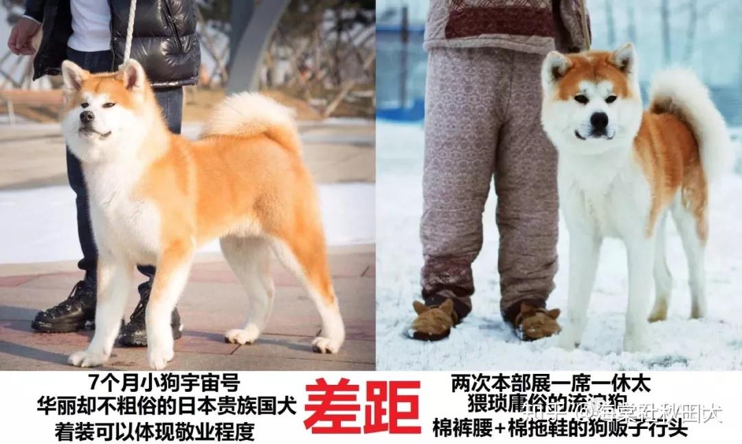 秋田犬的气质