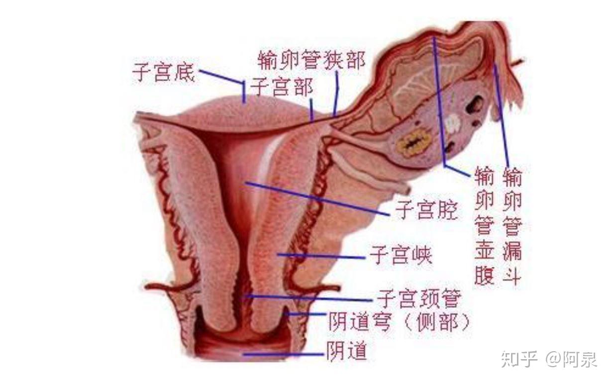 为什么痛经总发生在白天