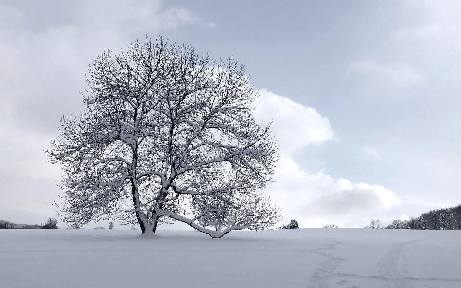 孤独雪景图片