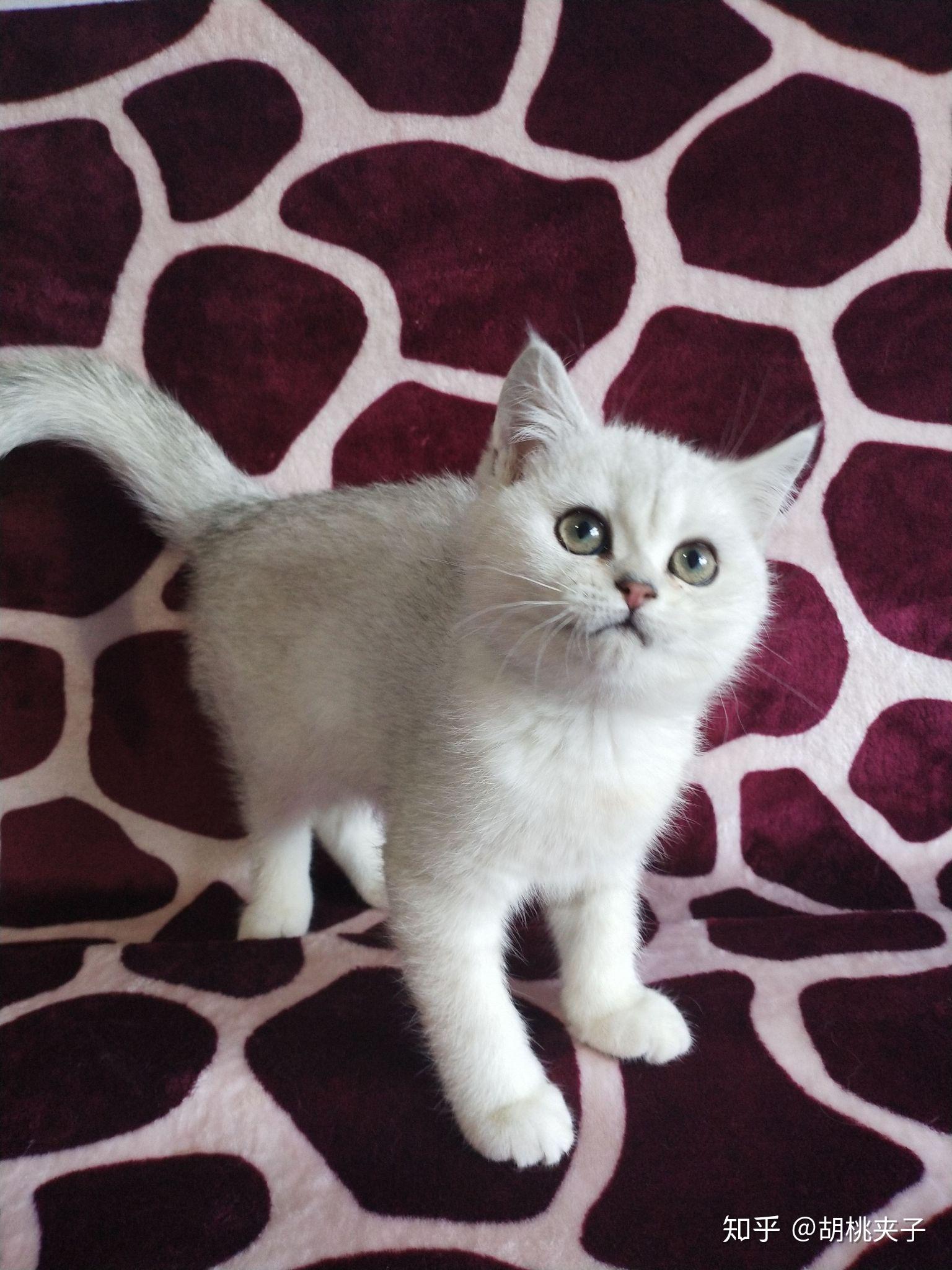 养一只银渐/银点猫(蓝眼)是怎样的体验? - 知乎