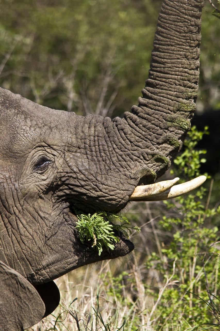 犀牛角什么颜色好