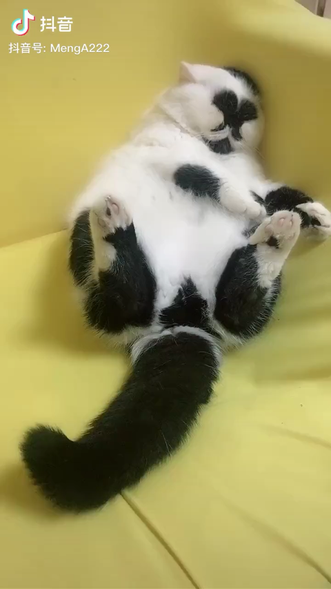 (插播一句:这个花色不叫衔蝶…那个是黑猫嘴巴附近是白色的…这