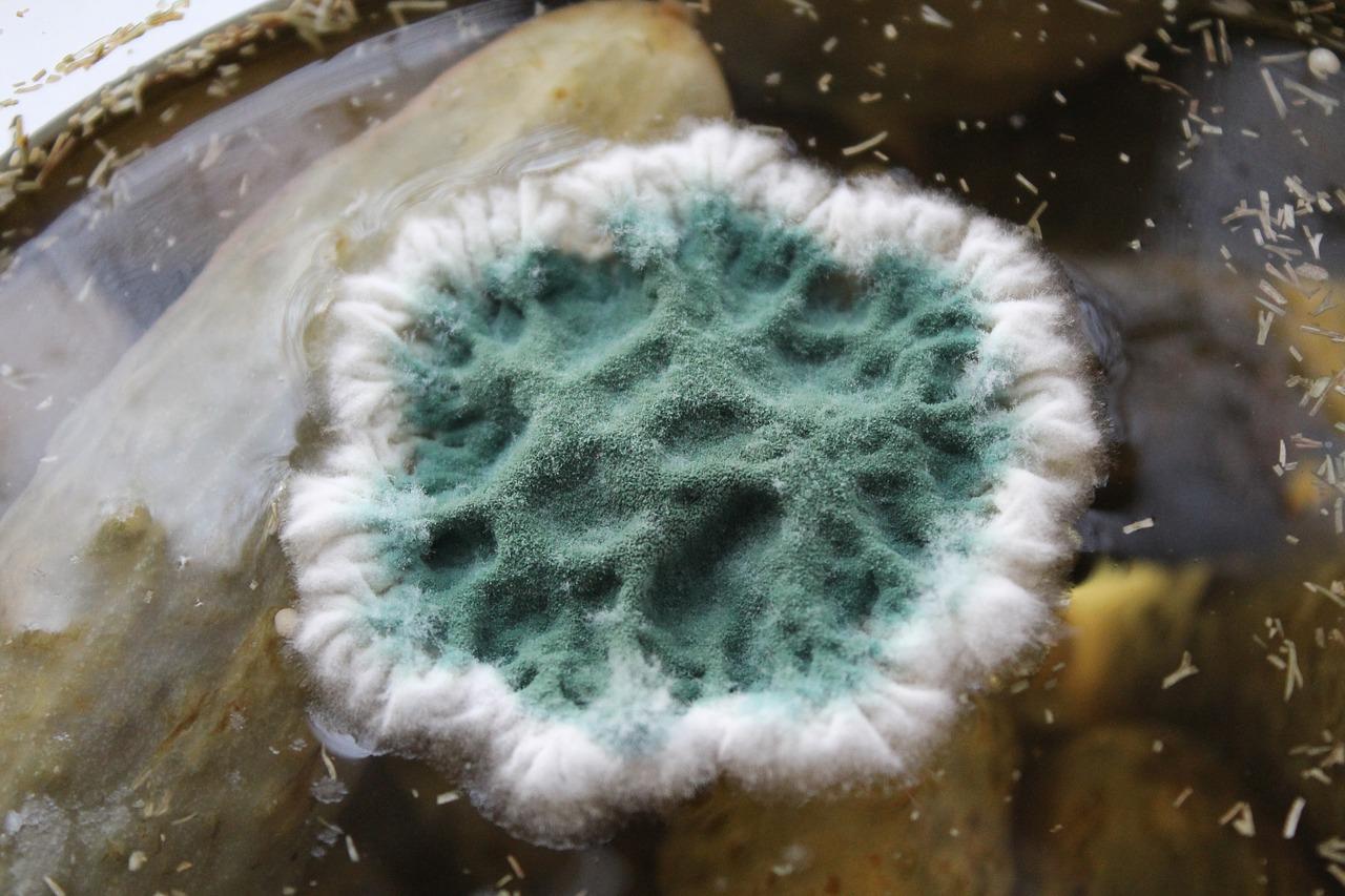 3. 面包重量换算