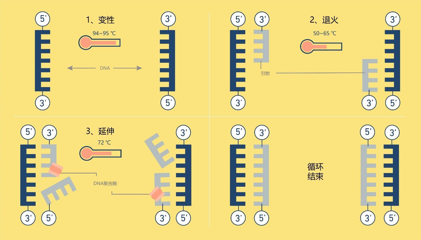 技术|一文读懂聚合酶链式反应(PCR) - 知乎