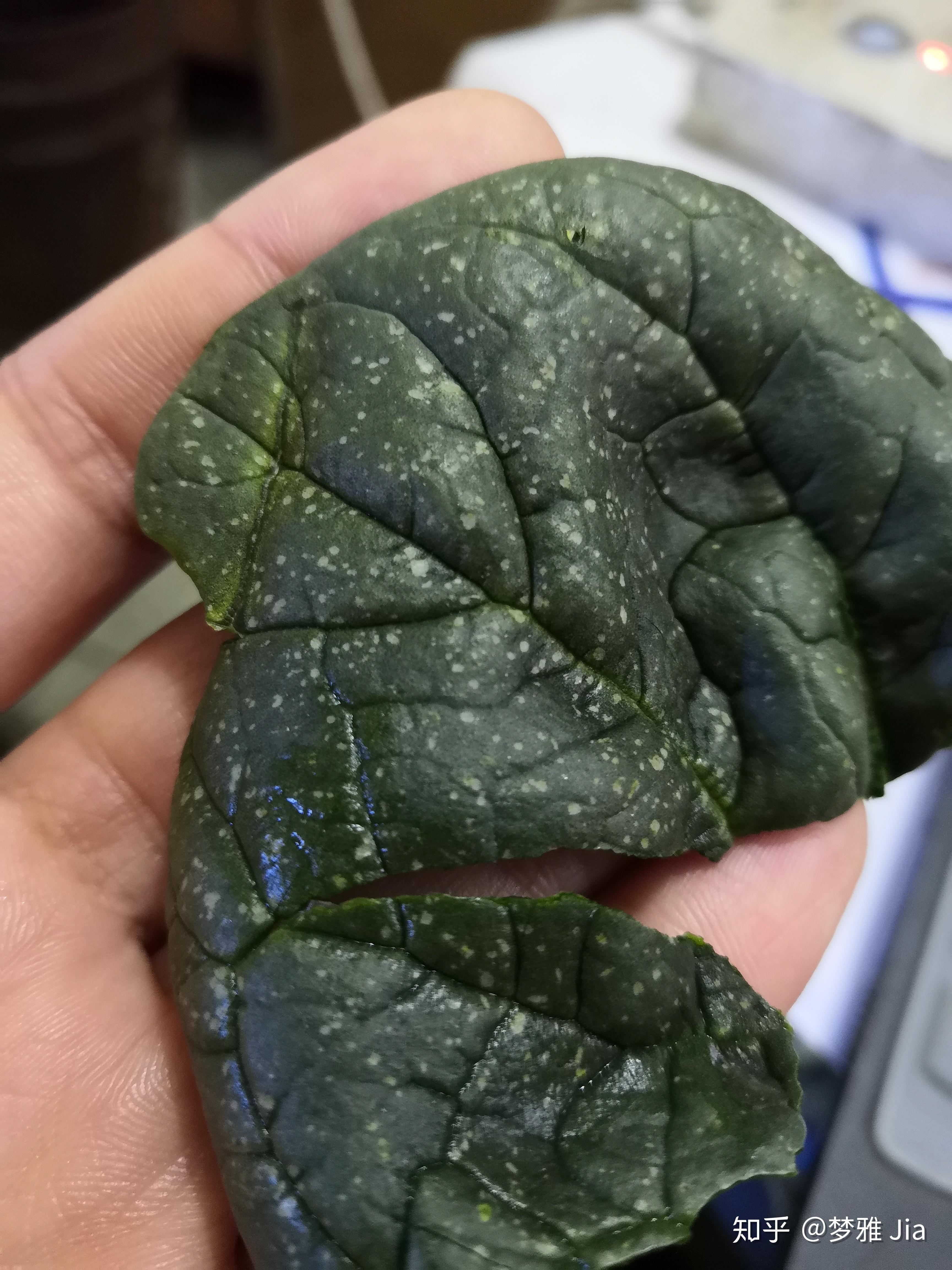 菠菜叶子上表面有白点下表面看起来没问题还能吃吗