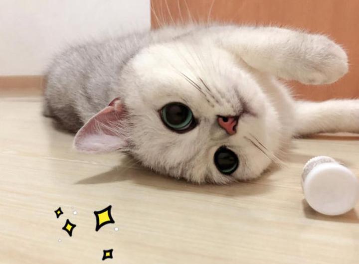 英短中的颜值担当 猫咪品种介绍之银渐层篇 知乎 英短中的颜值担当 猫咪品种介绍之银渐层篇 知乎