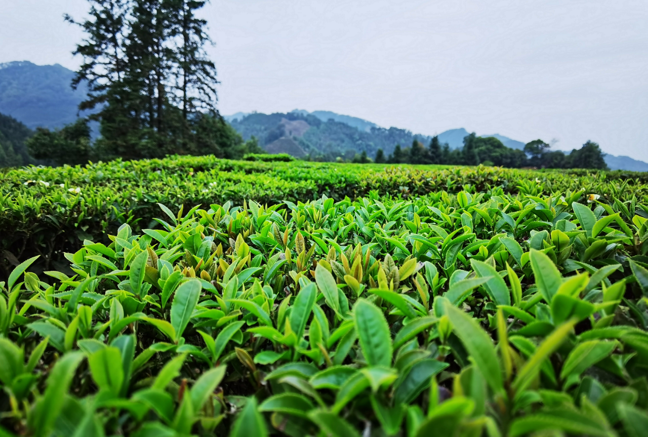 茶船古道图片茶72011图片