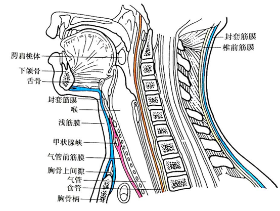 局部解剖学——颈部(层次结构) - 知乎