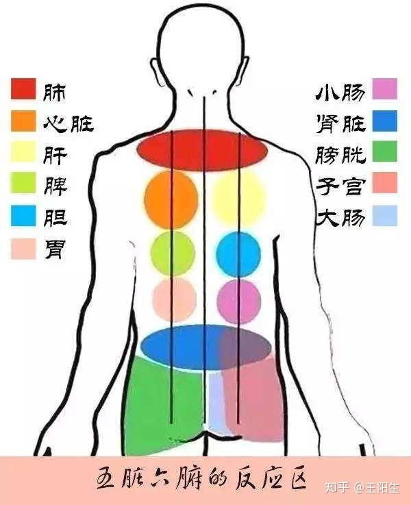 人体8大器官的大爱